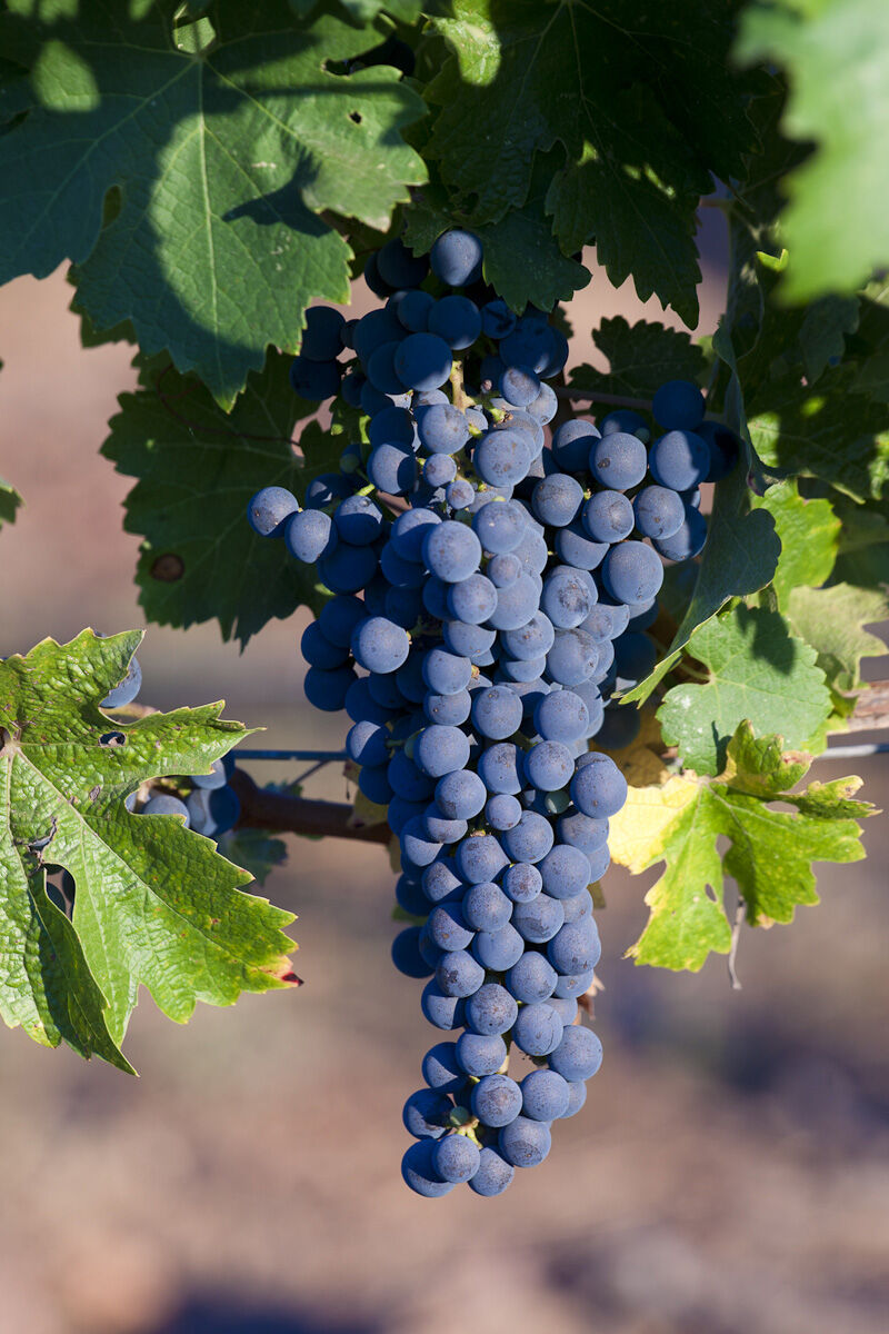 Cabernet Sauvignon Grapes